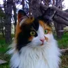 gata__gatita