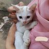 radiyaislam84