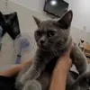 zen123412341234