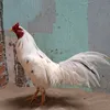 quangvu090097