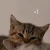 kotik_d0ma