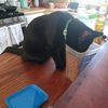 b.catfriend