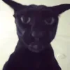 sfsslnhcii