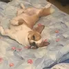 mojo_dogs