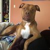 ottisthepitbull