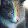 🐾 Ꮆคᖶȋᖶ๏ ⚛︎