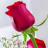flowjvchjg2