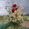 hiba_hosy