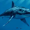 nero_megalodon