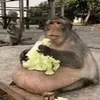 just_a_monkey3io