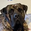 djangotheboerboel