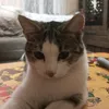 yulek_in