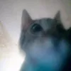 fujdevh_27