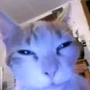 ricopedian0