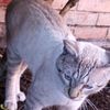 cat____777