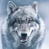 wolf_barzanii