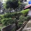 longhai6226