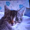 shirleywilson01