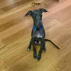 mylo10425