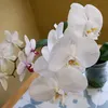 purotoyita