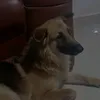 ninaeninou