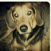 _dog_ruckuz