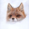 imjustthefox