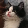 stowiii