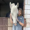 sekiphorse