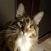 chloe_cat_coon
