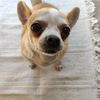 pysia_chihuahua
