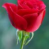 user74111179007741