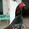mujahidhus2