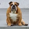 megans_legacy