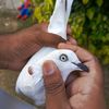 A+A pigeons
