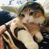 iluvcats090518