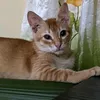 tapsiloggg1_