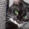 cattohuman
