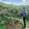 thuymai074