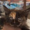 janell_cat07