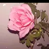 dy6cw3qok2n0