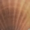 laurshininsolo_27
