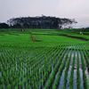 fex_pemalang