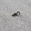 floridacharlie1