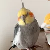 momo36take