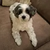 invisble.t.andherdog