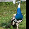 nanthan0321