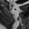 shdixbdu