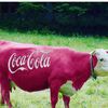 coca4521