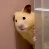 7ysaaaaaaa